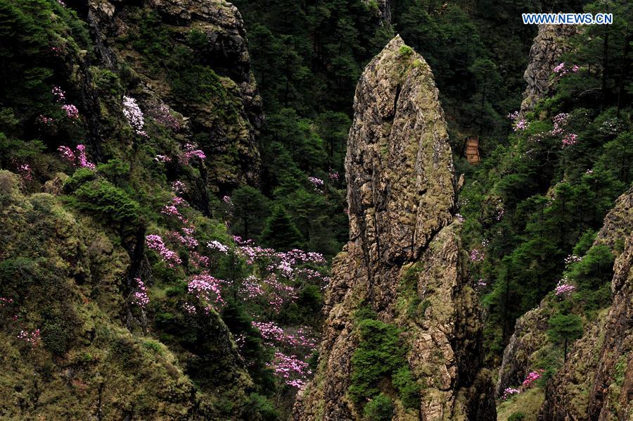 CHINA-HUBEI-SHENNONGJIA-WORLD HERITAGE (CN)