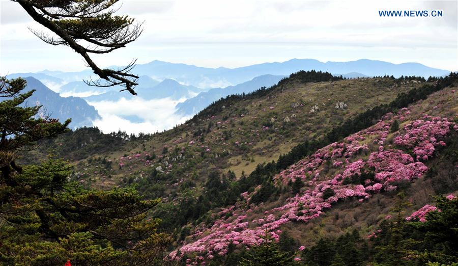 CHINA-HUBEI-SHENNONGJIA-WORLD HERITAGE (CN)