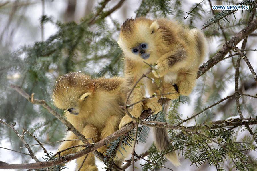 CHINA-HUBEI-SHENNONGJIA-WORLD HERITAGE (CN)