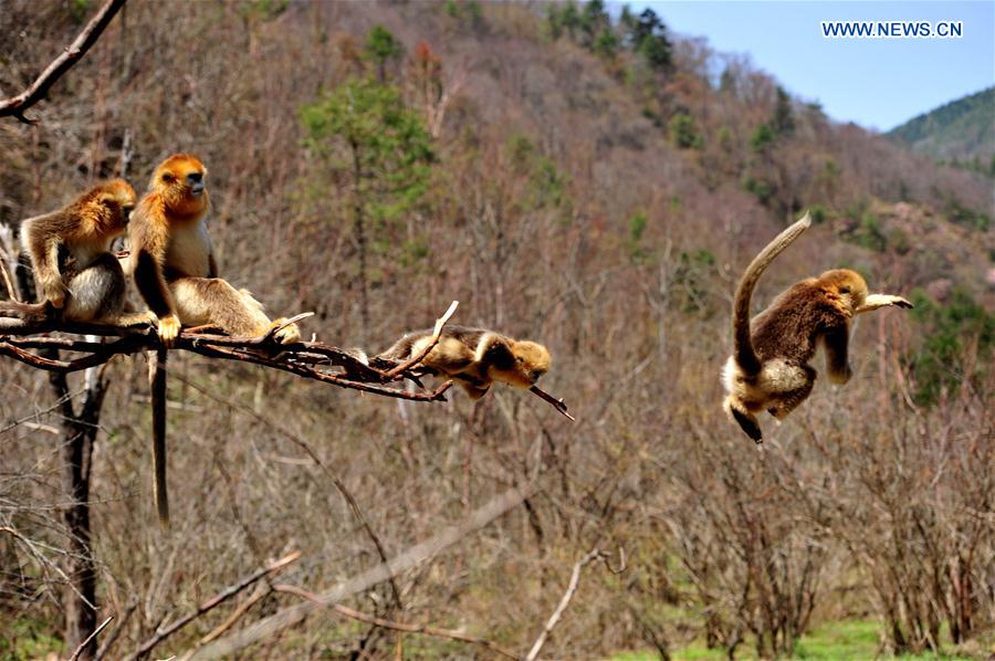 CHINA-HUBEI-SHENNONGJIA-WORLD HERITAGE (CN)