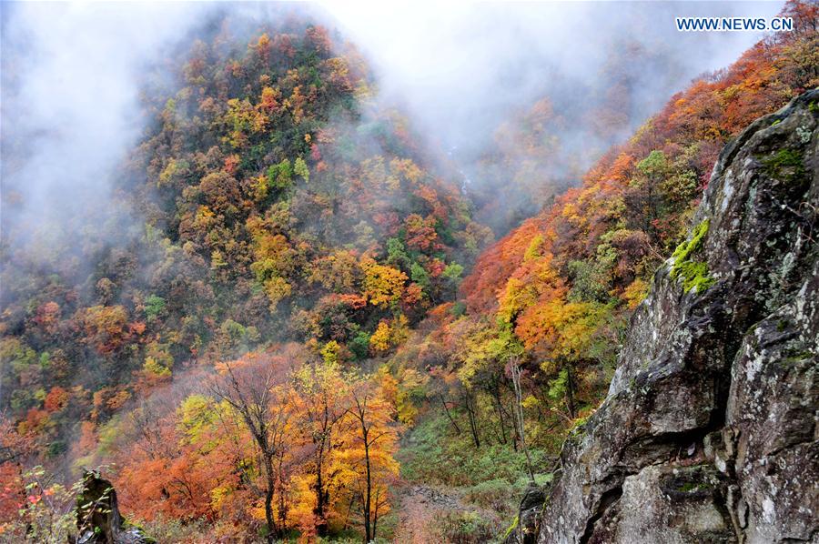 CHINA-HUBEI-SHENNONGJIA-WORLD HERITAGE (CN)