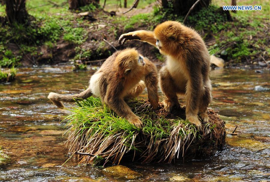 CHINA-HUBEI-SHENNONGJIA-WORLD HERITAGE (CN)
