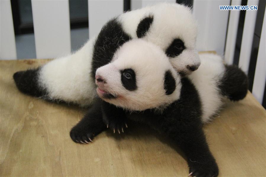 #CHINA-MACAO-TWIN PANDA CUBS-NAMES (CN*)