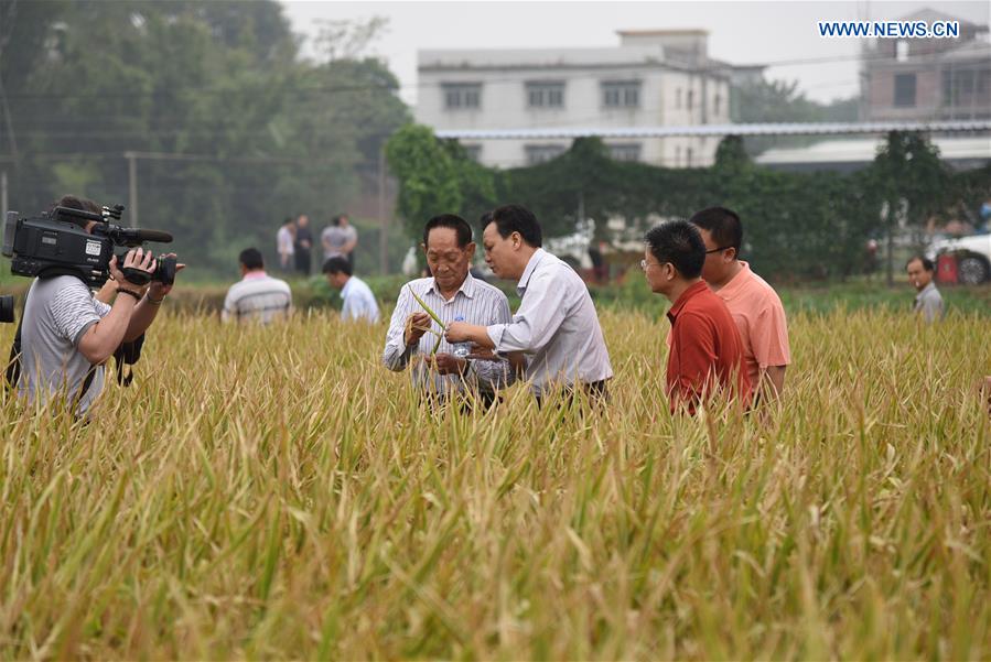 CHINA-GUANGDONG-HYBRID RICE PRODUCTION-NEW WORLD RECORD (CN) 