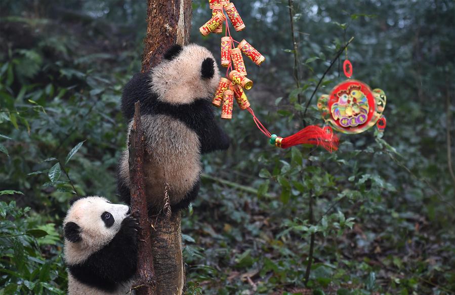 CHINA-SICHUAN-YA'AN-GIANT PANDA (CN)