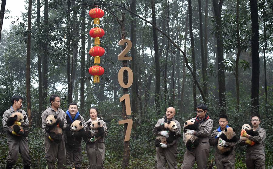 CHINA-SICHUAN-YA'AN-GIANT PANDA (CN)