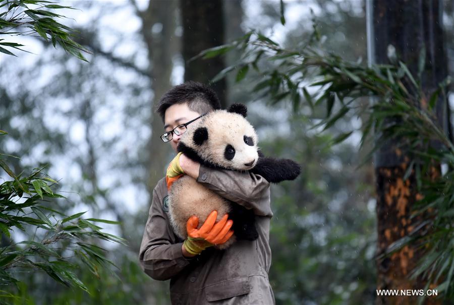 CHINA-SICHUAN-YA'AN-GIANT PANDA (CN)