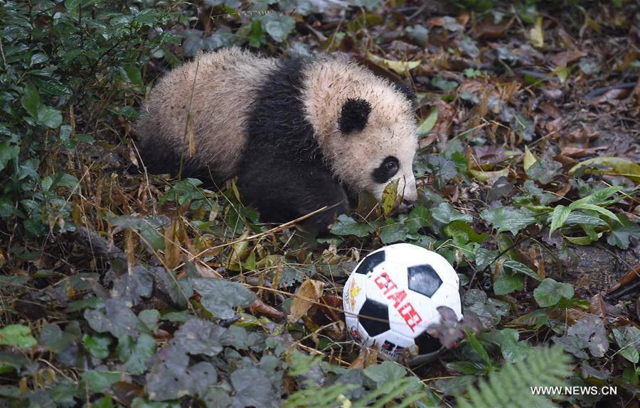 CHINA-SICHUAN-YA'AN-GIANT PANDA (CN)