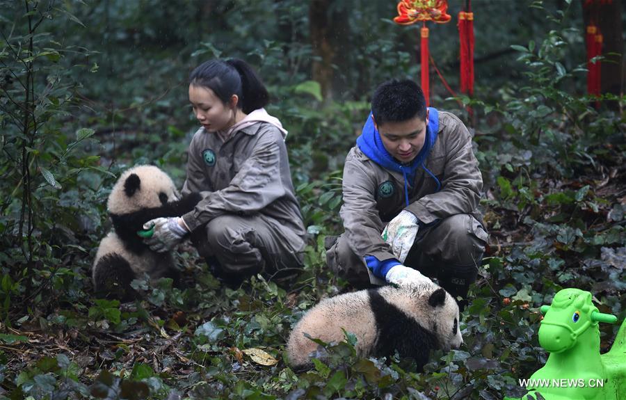 CHINA-SICHUAN-YA'AN-GIANT PANDA (CN)