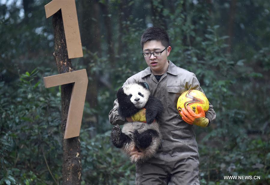 CHINA-SICHUAN-YA'AN-GIANT PANDA (CN)