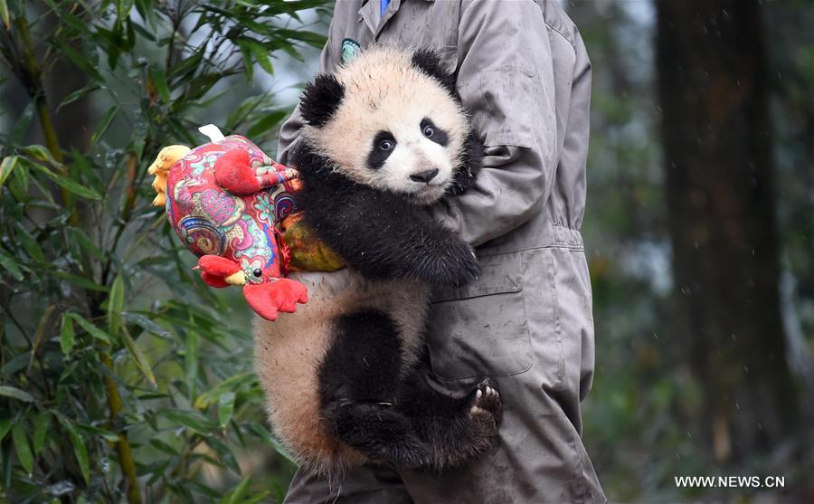 CHINA-SICHUAN-YA'AN-GIANT PANDA (CN)