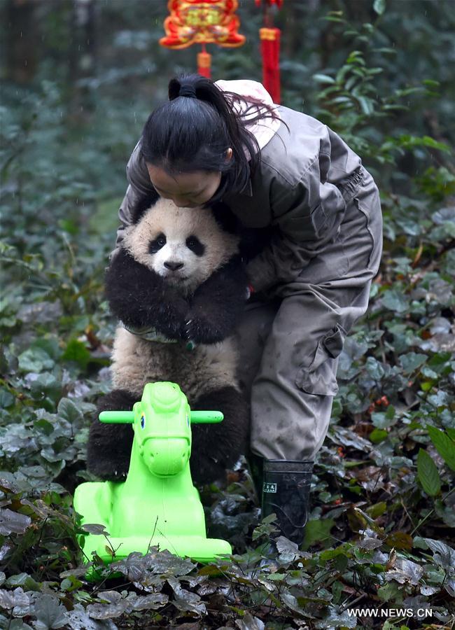 CHINA-SICHUAN-YA'AN-GIANT PANDA (CN)