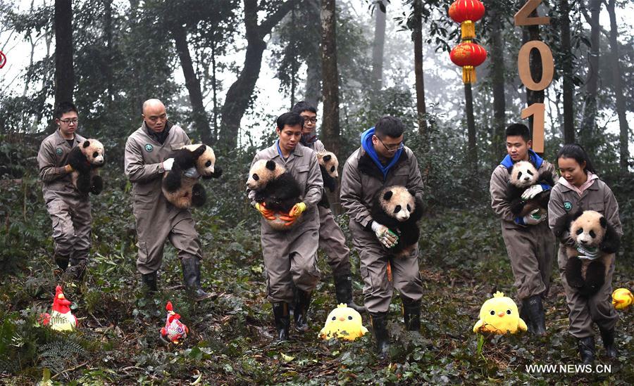 CHINA-SICHUAN-YA'AN-GIANT PANDA (CN)
