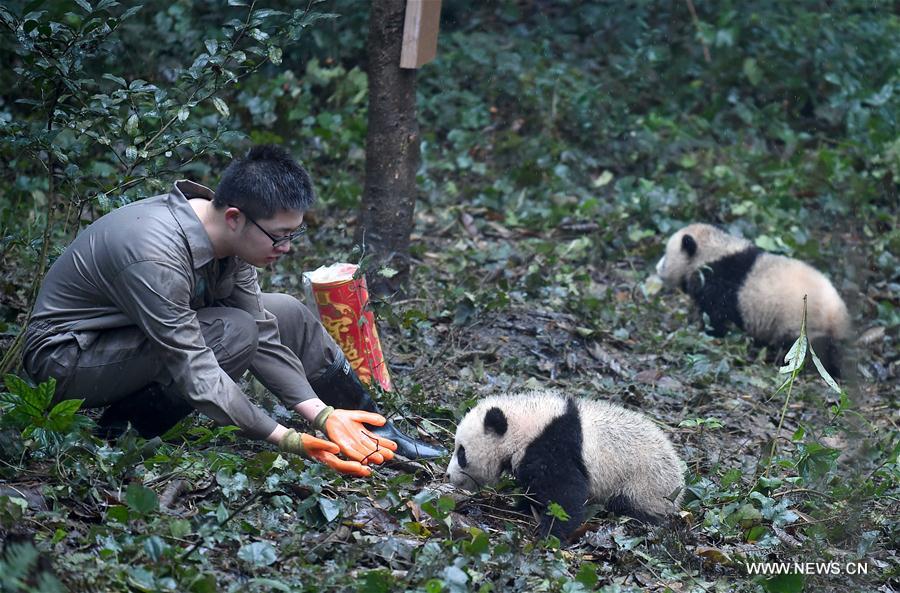 CHINA-SICHUAN-YA'AN-GIANT PANDA (CN)