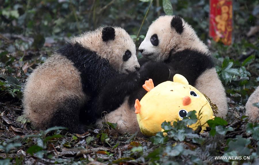 CHINA-SICHUAN-YA'AN-GIANT PANDA (CN)
