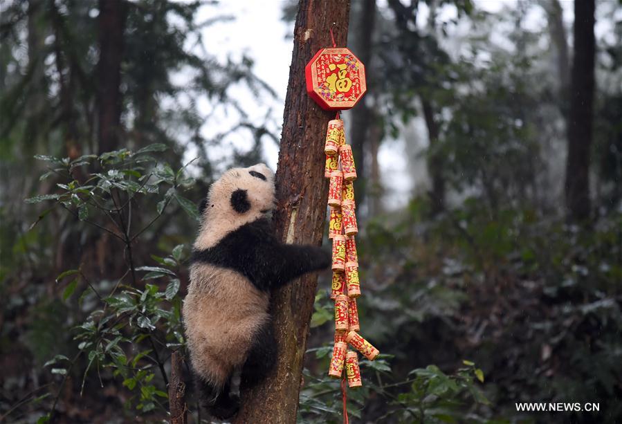 CHINA-SICHUAN-YA'AN-GIANT PANDA (CN)