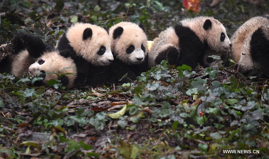 CHINA-SICHUAN-YA'AN-GIANT PANDA (CN)