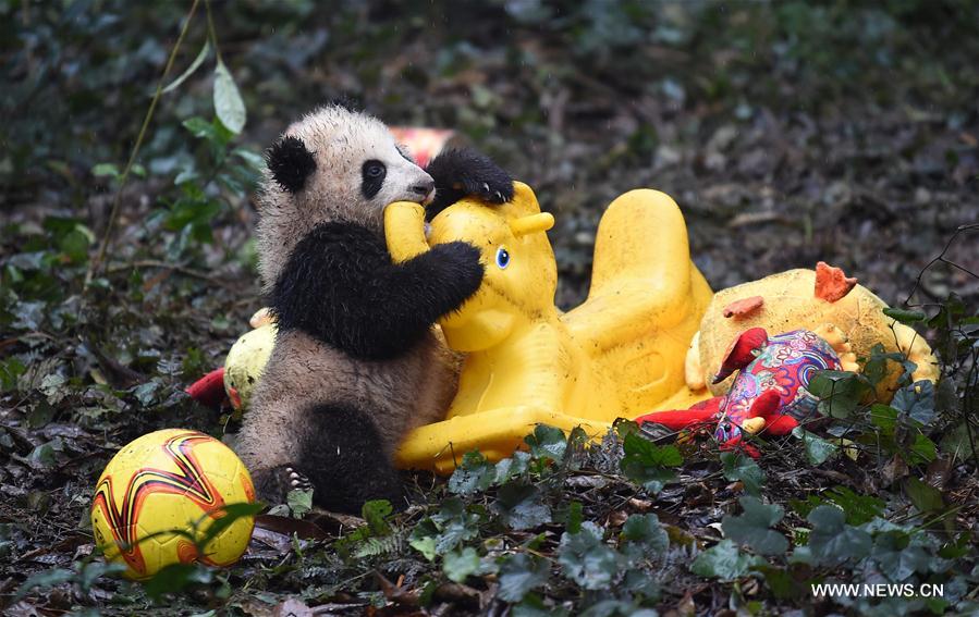 CHINA-SICHUAN-YA'AN-GIANT PANDA (CN)