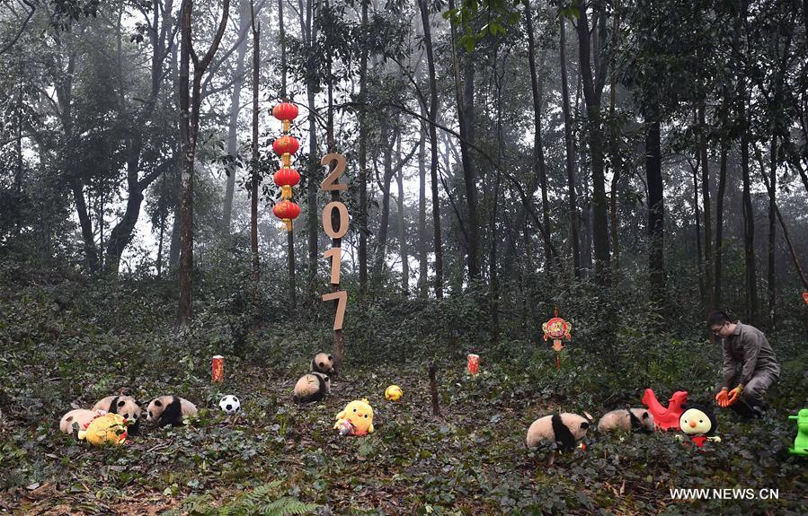 CHINA-SICHUAN-YA'AN-GIANT PANDA (CN)