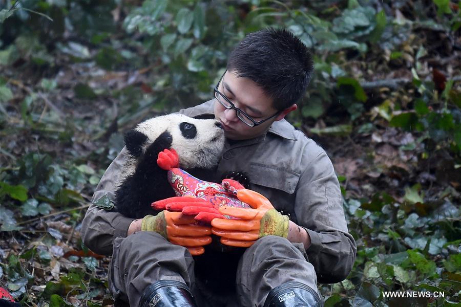 CHINA-SICHUAN-YA'AN-GIANT PANDA (CN)