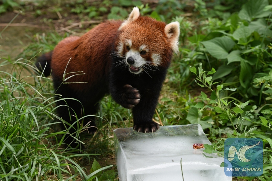 Chinese scientists reveal why giant pandas and red pandas evolve to eat bamboo - | English.news.cn