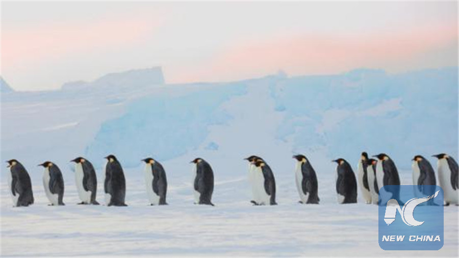Antarctic Diary: Let's meet the aborigines, the penguins