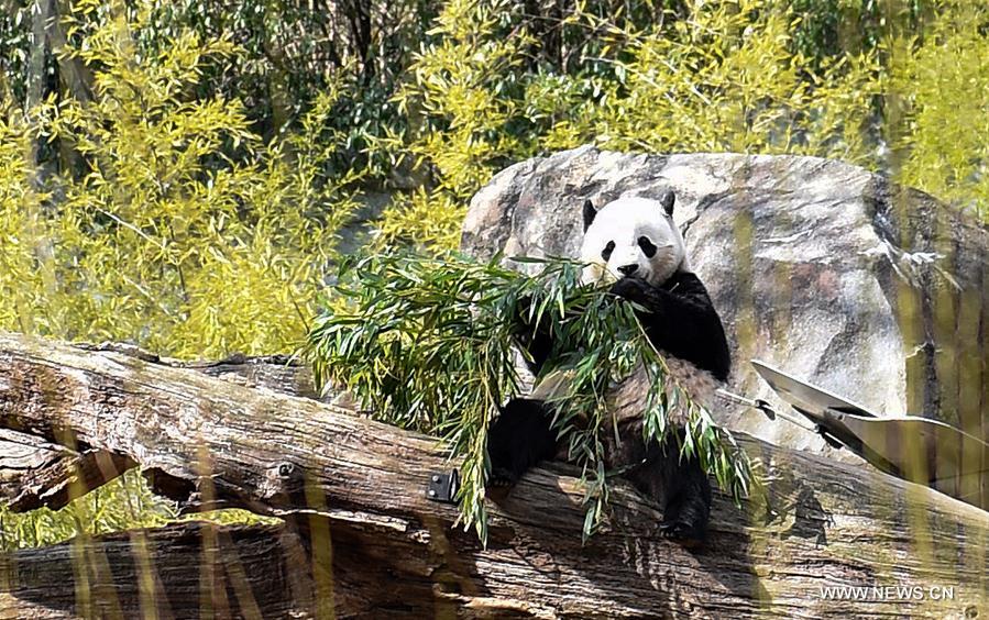U.S.-WASHINGTON D.C.-PANDA-BAO BAO-SEND OFF