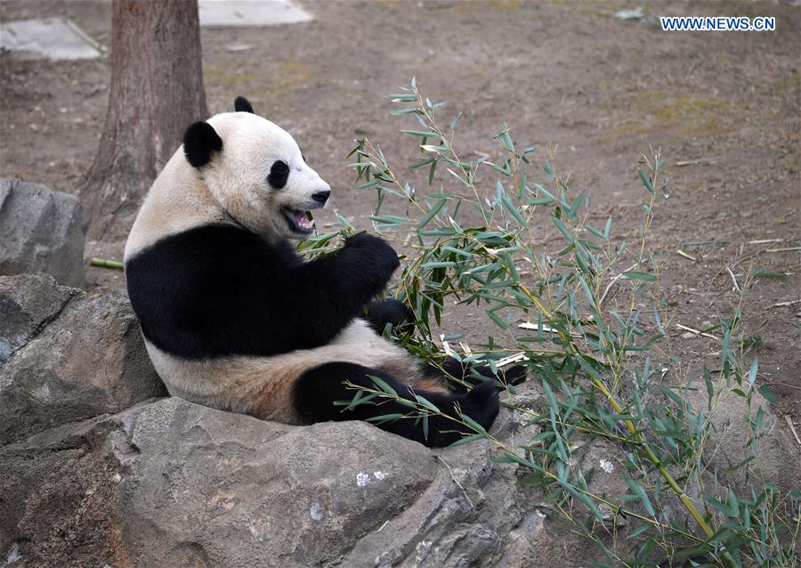 Giant panda Bao Bao eats bamboo at Smithsonian's National Zoo in Washington D.C., the United States, Feb. 16, 2017. 