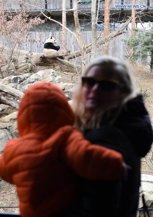People watch giant panda Bao Bao at Smithsonian's National Zoo in Washington D.C., the United States, Feb. 16, 2017. 