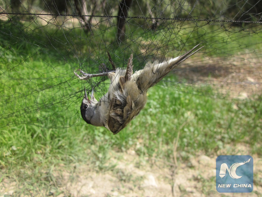Interview: Urgent actions must be taken to stem bird trapping in Cyprus -  Xinhua 