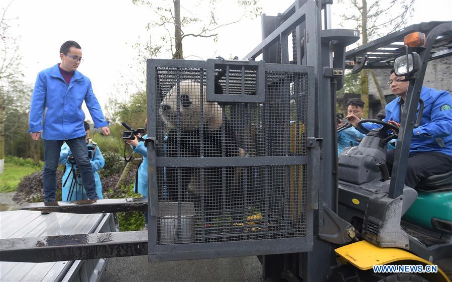 Workers carry the giant panda Bao Bao out of the quarantine area at the Dujiangyan base of the China Conservation and Research Center for the Giant Panda in southwest China's Sichuan Province, March 24, 2017. Bao Bao, a giant panda born in the United States, ended its one-month quarantine here on Friday after returning to China. (Xinhua/Xue Yubin) 