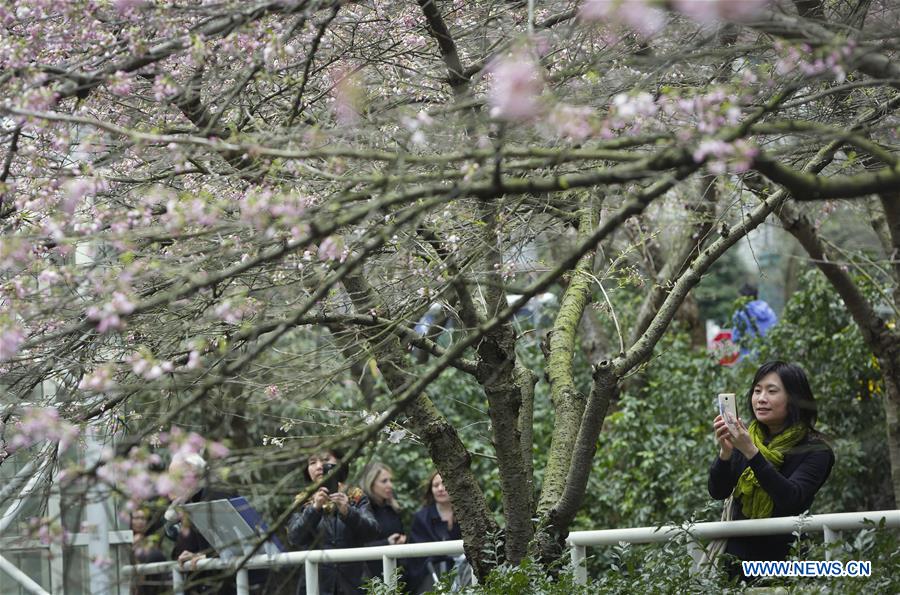 CANADA-VANCOUVER-CHERRY BLOSSOM
