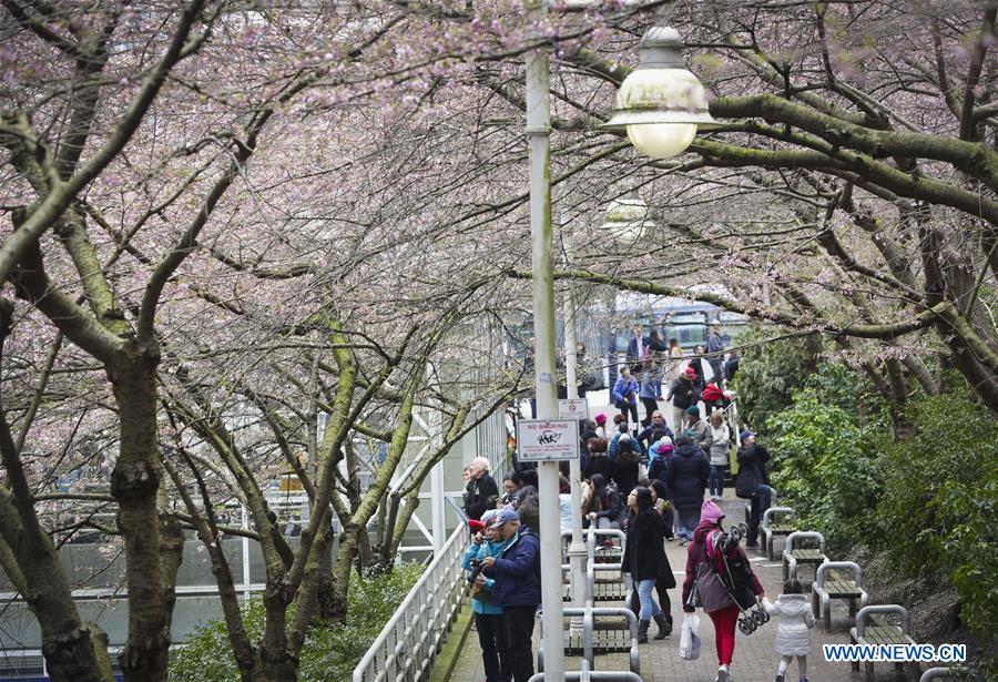 CANADA-VANCOUVER-CHERRY BLOSSOM