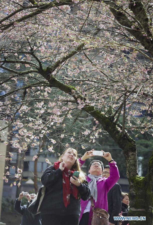 CANADA-VANCOUVER-CHERRY BLOSSOM
