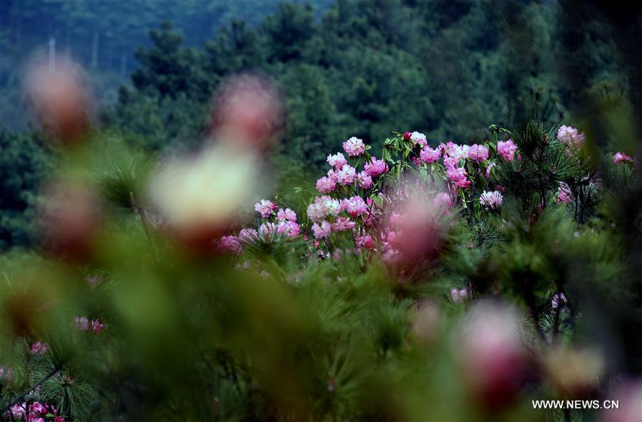 CHINA-YUNNAN-FUYUAN-MOUNTAIN FLOWERS (CN)