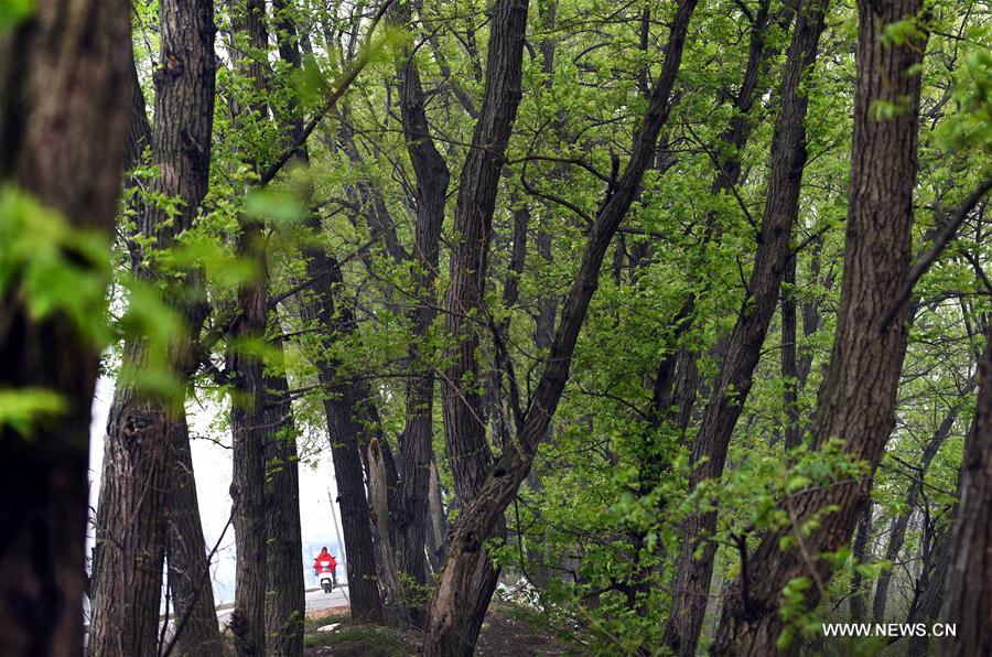 CHINA-ANHUI-HUOQIU-SCENERY (CN)