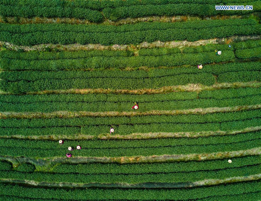 CHINA-HANGZHOU-LONGJING TEA (CN)