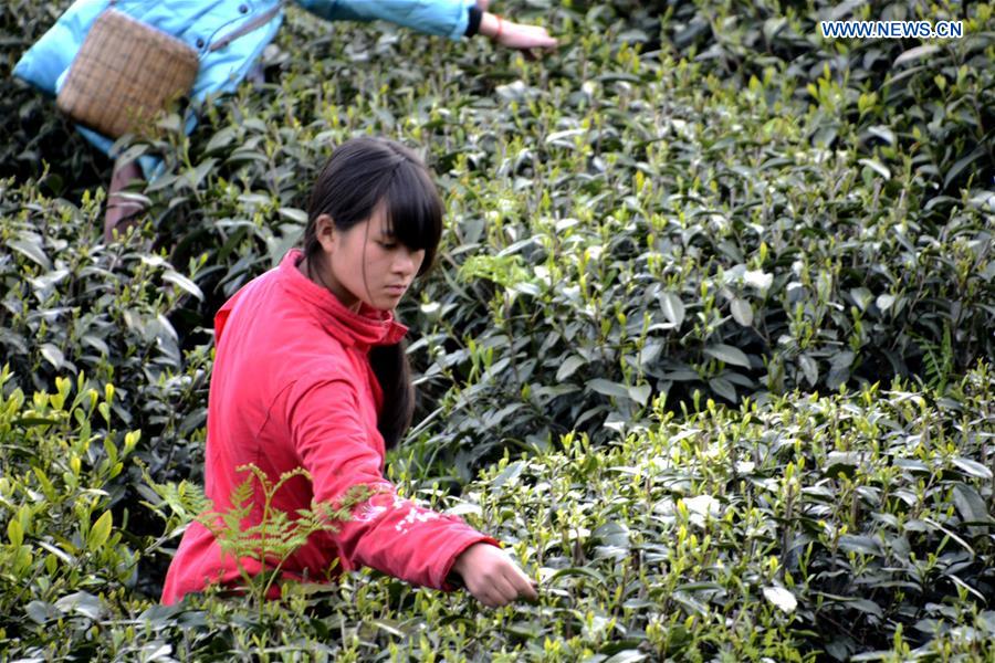 #CHINA-FARMERS-TEA-HARVEST (CN) 