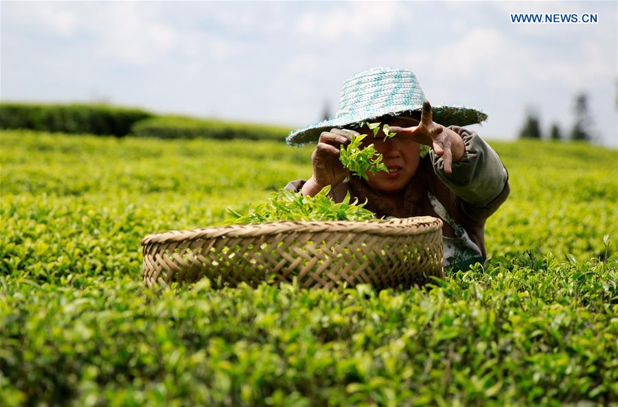 #CHINA-FARMERS-TEA-HARVEST (CN) 