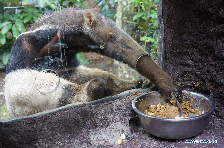 Giant Anteater Eating