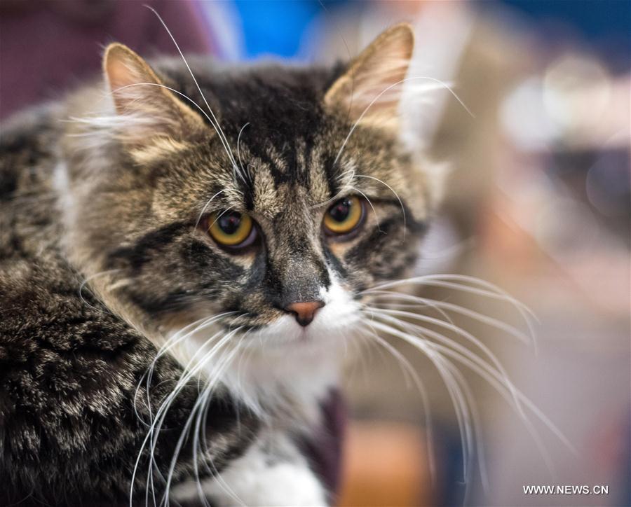 LITHUANIA-TRAKAI-INTERNATIONAL CAT SHOW