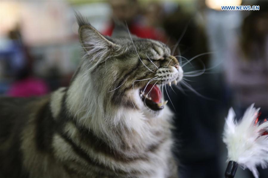 ROMANIA-BUCHAREST-SOFISTICAT SPRING INTERNATIONAL CAT SHOW