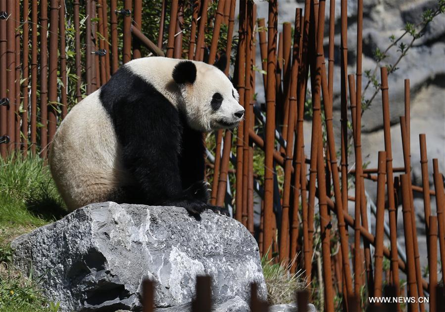 BELGIUM-BRUGELETTE-PAIRI DAIZA ZOO-GIANT PANDAS