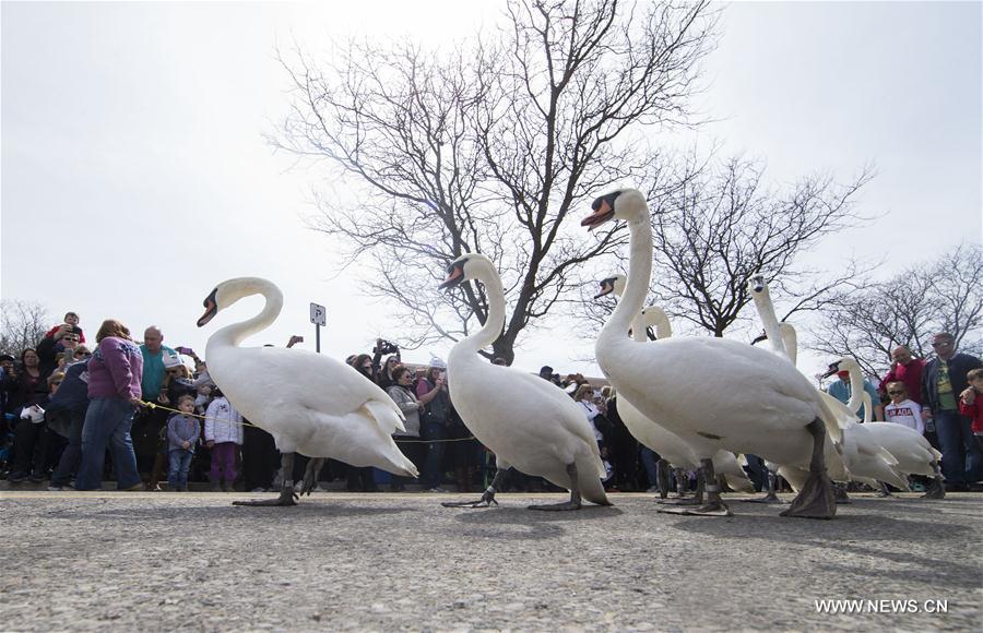 CANADA-ONTARIO-SWAN PARADE