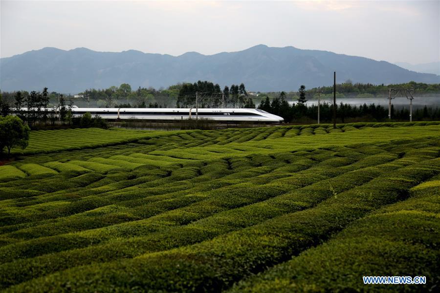 #CHINA-TEA-HARVEST (CN)