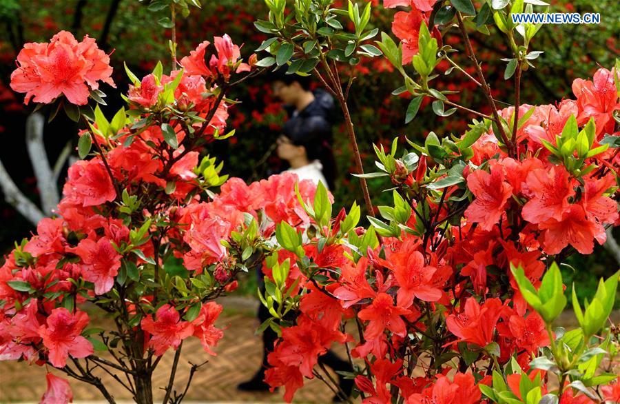 CHINA-KUNMING-SPRING-AZALEA (CN)