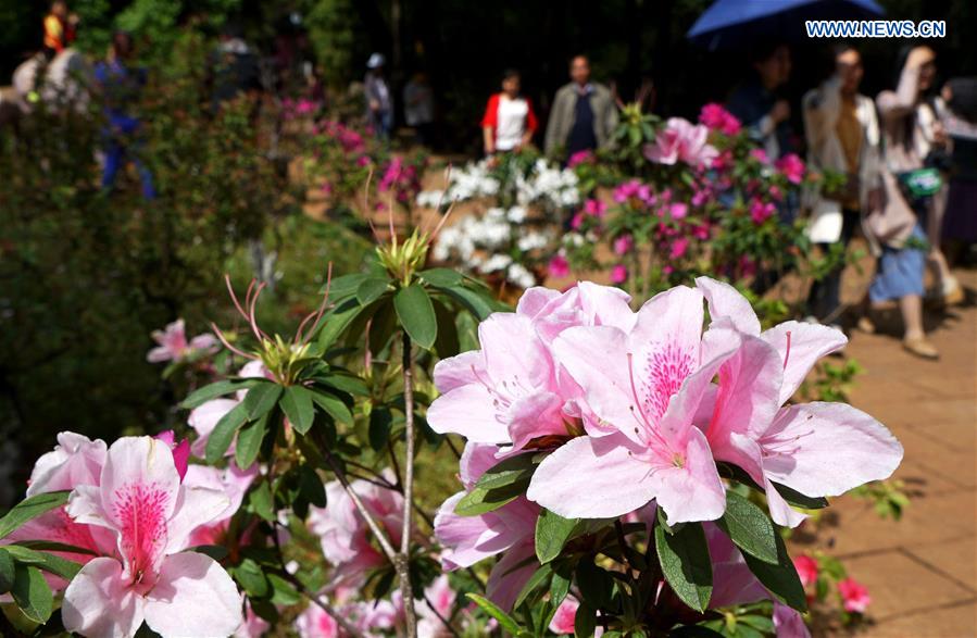 CHINA-KUNMING-SPRING-AZALEA (CN)