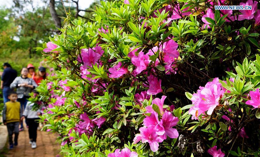 CHINA-KUNMING-SPRING-AZALEA (CN)