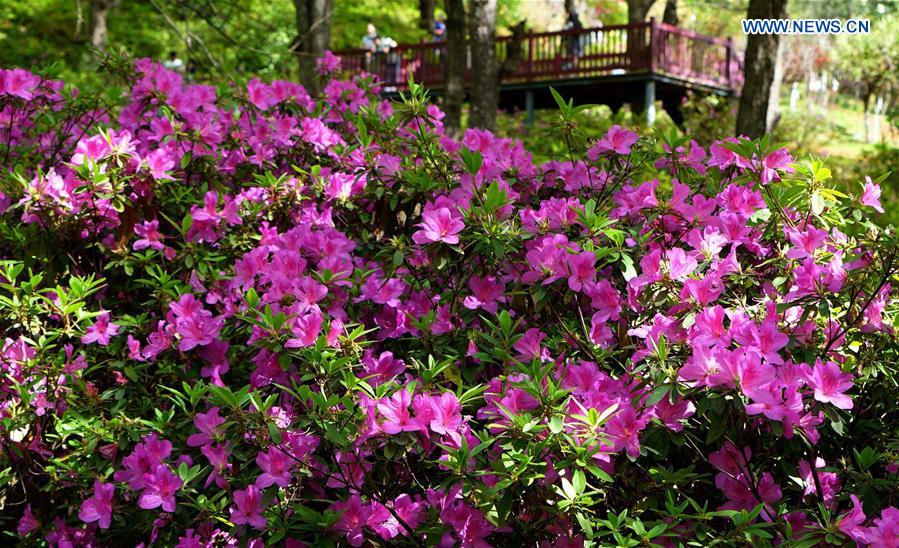 CHINA-KUNMING-SPRING-AZALEA (CN)