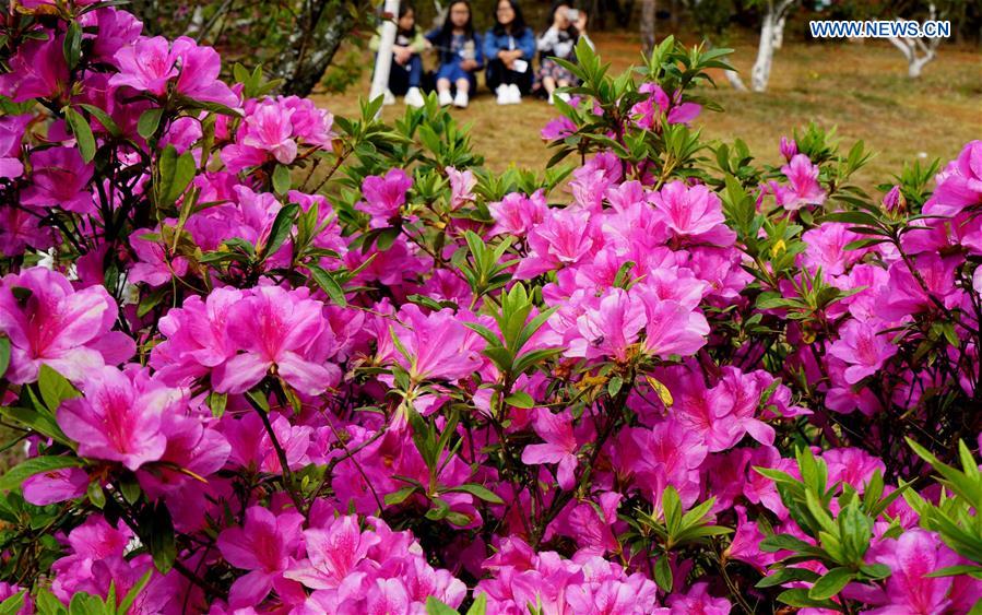 CHINA-KUNMING-SPRING-AZALEA (CN)